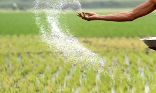 Bareilly: नैनो तरल खाद से खेतों में बढ़ी हरियाली