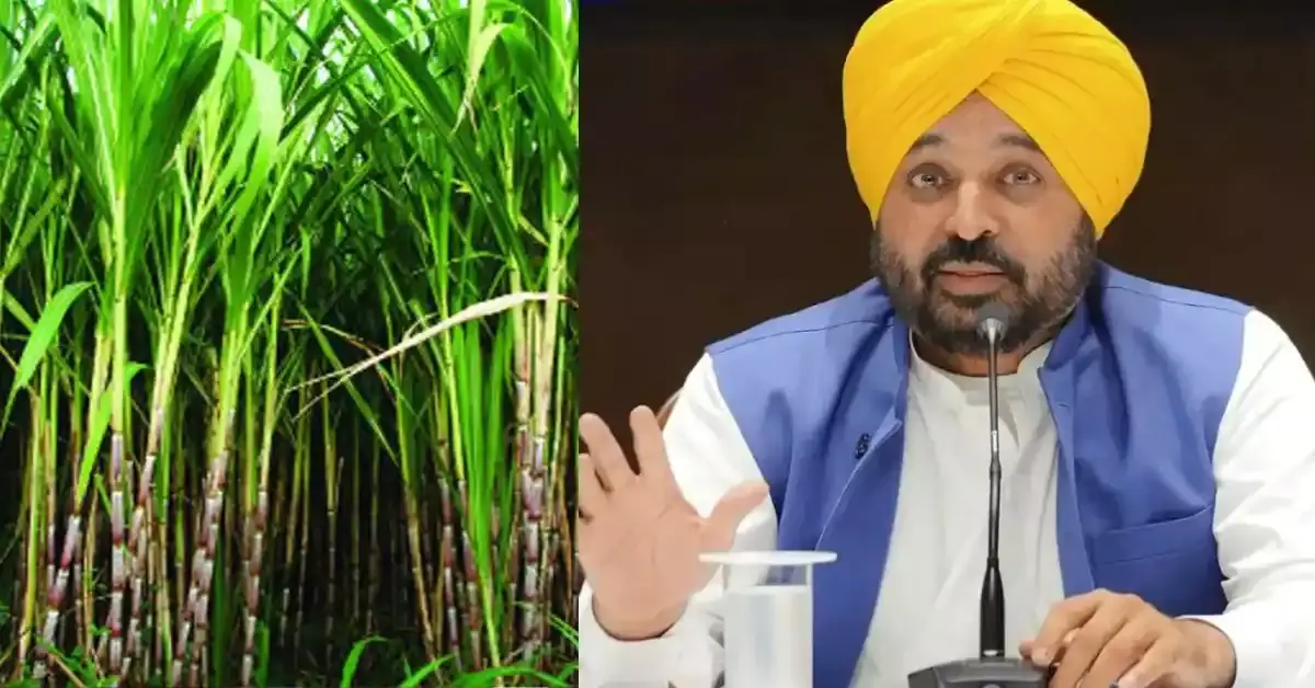 Chandigarh: पंजाब सरकार ने बढ़ाई गन्ने की MSP, लाभ किसानों को Chandigarh: पंजाब सरकार ने बढ़ाई गन्ने की MSP, लाभ किसानों को
