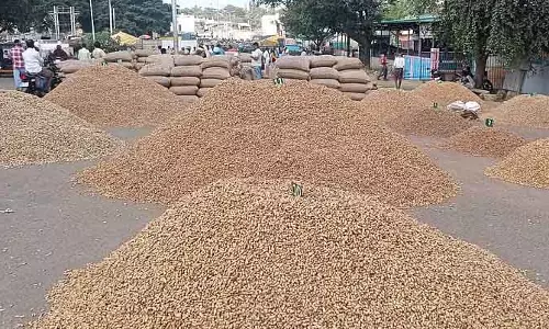 APMC में मूंगफली के दाम गिर गए हैं