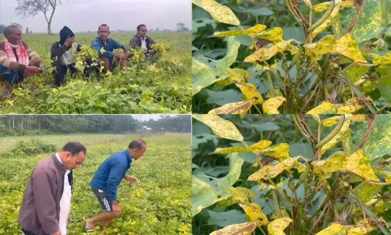 Assam: ढकुआखाना में अज्ञात बीमारी से दालों की खेती को नुकसान Assam: ढकुआखाना में अज्ञात बीमारी से दालों की खेती को नुकसान