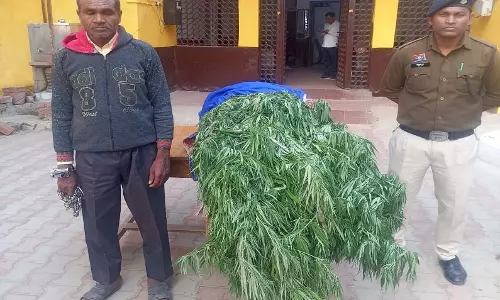 अवैध गांजा का पेड़ लगाने वाला आरोपी गिरफ्तार, 22.560 किलोग्राम गांजा जब्त
