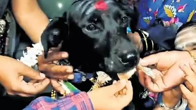 Karnataka : हलिया के एक कपल ने अपने प्रेग्नेंट पेट डॉग के लिए बॉर्डर पर पैदल चलकर जश्न मनाया Karnataka : हलिया के एक कपल ने अपने प्रेग्नेंट पेट डॉग के लिए बॉर्डर पर पैदल चलकर जश्न मनाया