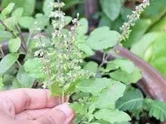 Tulsi Plant Direction Tips: घर में इस दिशा में भूलकर भी न लगाएं तुलसी, वर्ना दुर्भाग्य नहीं छोड़ेगा पीछा Tulsi Plant Direction Tips: घर में इस दिशा में भूलकर भी न लगाएं तुलसी, वर्ना दुर्भाग्य नहीं छोड़ेगा पीछा