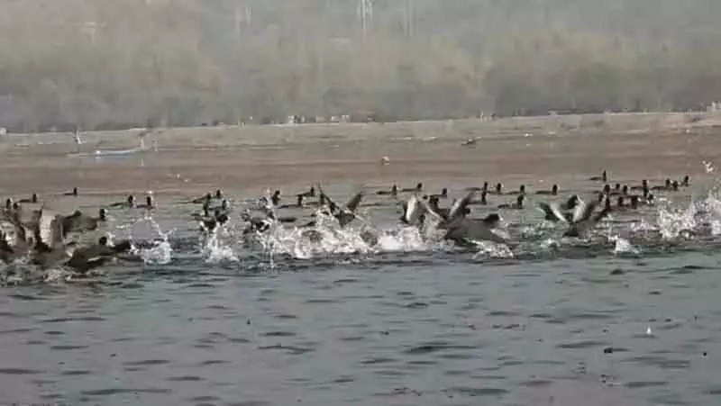 Bandipora सर्दियों के पंख वाले मेहमान वुलर लौट आए Bandipora सर्दियों के पंख वाले मेहमान वुलर लौट आए