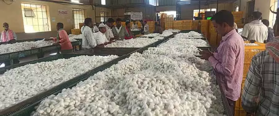 Karnataka : रेशम के कीड़ों की कीमत बंपर लेवल पर पहुंच गई है Karnataka : रेशम के कीड़ों की कीमत बंपर लेवल पर पहुंच गई है