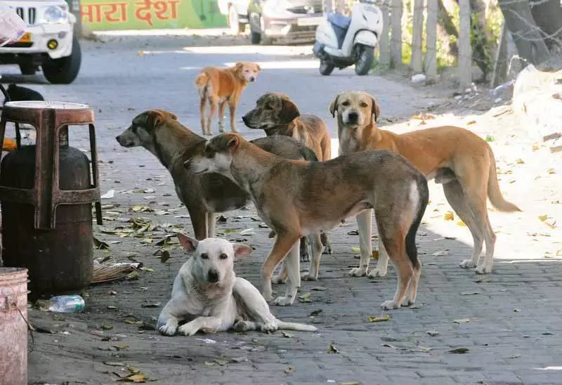 Phagwara के लोग आवारा कुत्तों के बढ़ते आतंक से डरे हुए हैं Phagwara के लोग आवारा कुत्तों के बढ़ते आतंक से डरे हुए हैं