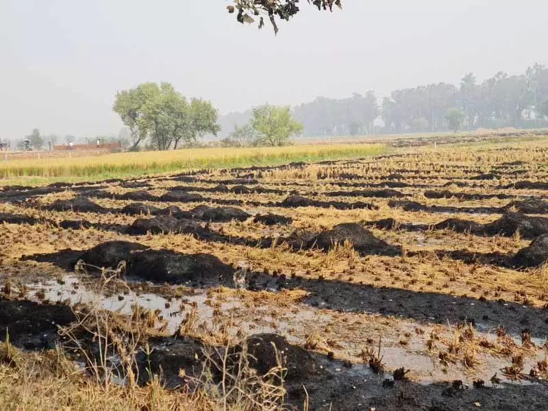 Jalandhar में पराली जलाने के मामलों में कमी आई Jalandhar में पराली जलाने के मामलों में कमी आई