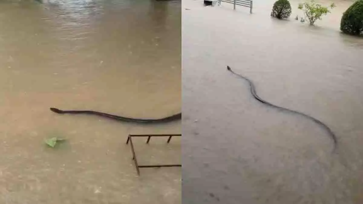 Thailand: बाढ़ के पानी में तैरता हुआ एक बड़ा साँप देखा गया Thailand: बाढ़ के पानी में तैरता हुआ एक बड़ा साँप देखा गया