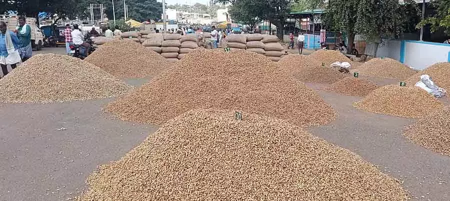 APMC में मूंगफली के दाम गिर गए हैं APMC में मूंगफली के दाम गिर गए हैं