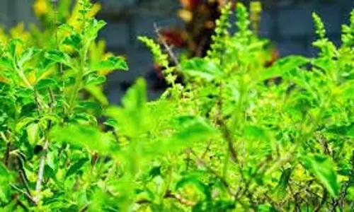 Tulsi Chalisa: गुरुवार को पढ़ें तुलसी चालीसा, मां लक्ष्मी की कृपा से घर में भरा रहेगा धन-धान्य