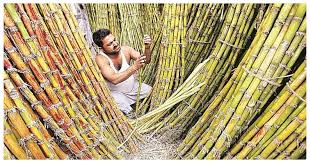Cane का दाम बढ़कर ₹416 प्रति क्विंटल हुआ, जो देश में सबसे ज़्यादा है: मान