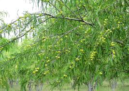 How the Amla tree, ने भारत की सांस्कृतिक और आध्यात्मिक विरासत में अपनी जड़ें जमा लीं