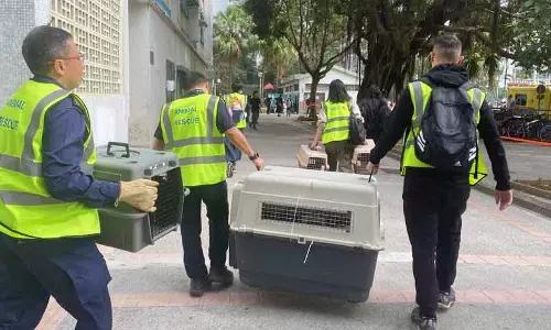 Hong Kong आग में खोए पालतू जानवरों को मलबे में ढूंढ रहे वॉलंटियर