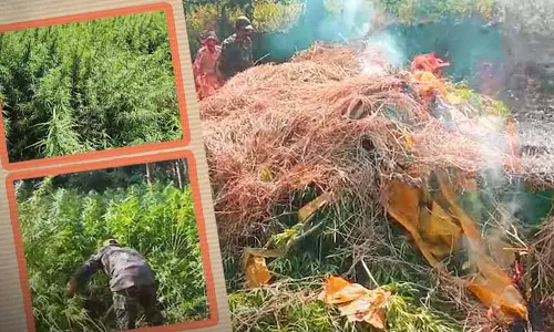 Sundargarh में गांजा विरोधी बड़ा अभियान, 3 एकड़ में लगी 30 लाख रुपये की अवैध फसल नष्ट