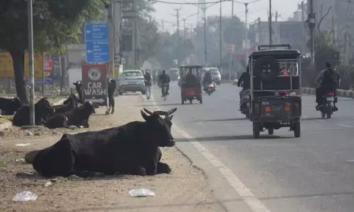 Ludhiana में करोड़ों का काउ सेस जमा होने के बावजूद आवारा पशुओं की समस्या बनी हुई