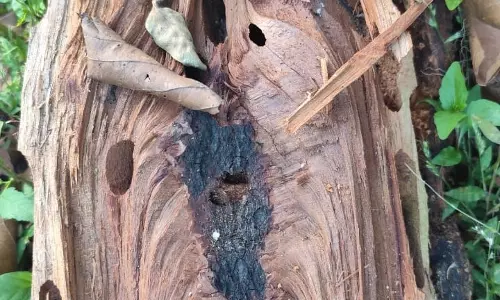 Anuppur: अमरकंटक के साल जंगलों में बोरर संक्रमण से संकट