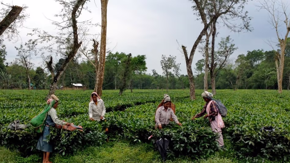 Assam में चाय मज़दूरों को ज़मीन का अधिकार देने की कोशिश