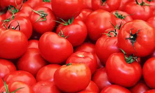 ₹80 प्रति Kg टमाटर: सब्सिडी वैन से आम आदमी को कितनी राहत?