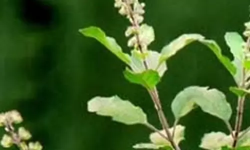 सिर्फ पौधा नहीं प्रकृति का वरदान है तुलसी, बूस्ट होती है इम्यूनिटी