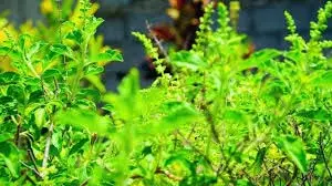 Tulsi Chalisa: गुरुवार को पढ़ें तुलसी चालीसा, मां लक्ष्मी की कृपा से घर में भरा रहेगा धन-धान्य Tulsi Chalisa: गुरुवार को पढ़ें तुलसी चालीसा, मां लक्ष्मी की कृपा से घर में भरा रहेगा धन-धान्य