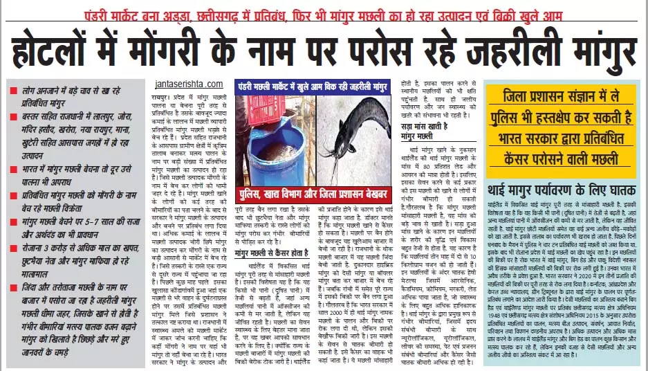 होटलों में मोंगरी के नाम पर परोस रहे जहरीली मांगुर होटलों में मोंगरी के नाम पर परोस रहे जहरीली मांगुर