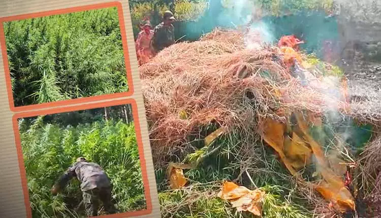 Sundargarh में गांजा विरोधी बड़ा अभियान, 3 एकड़ में लगी 30 लाख रुपये की अवैध फसल नष्ट Sundargarh में गांजा विरोधी बड़ा अभियान, 3 एकड़ में लगी 30 लाख रुपये की अवैध फसल नष्ट