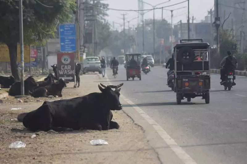Ludhiana में करोड़ों का काउ सेस जमा होने के बावजूद आवारा पशुओं की समस्या बनी हुई Ludhiana में करोड़ों का काउ सेस जमा होने के बावजूद आवारा पशुओं की समस्या बनी हुई