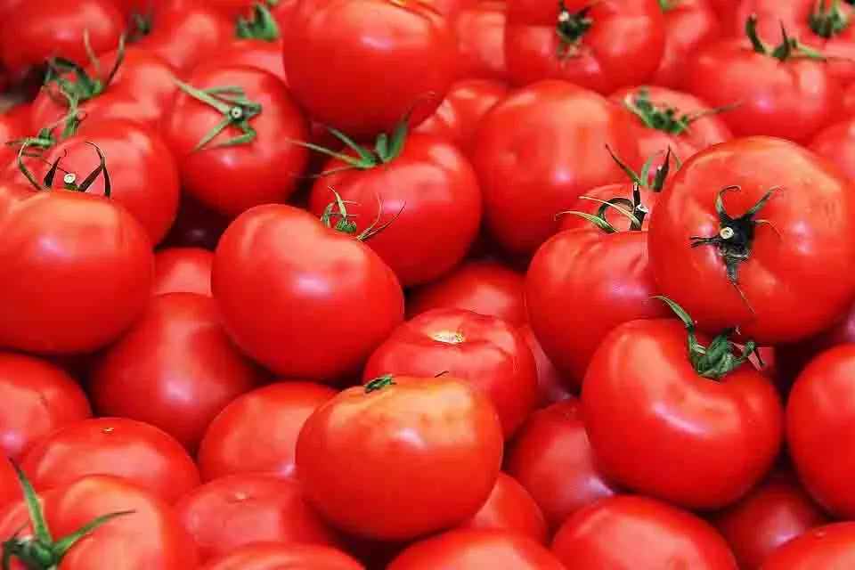 ₹80 प्रति Kg टमाटर: सब्सिडी वैन से आम आदमी को कितनी राहत? ₹80 प्रति Kg टमाटर: सब्सिडी वैन से आम आदमी को कितनी राहत?