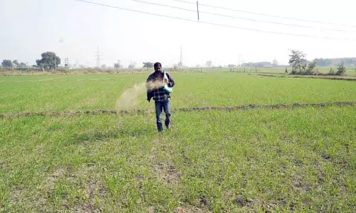 Panipat अनुकूल मौसम से गेहूं की बुआई 90% के करीब पहुंची