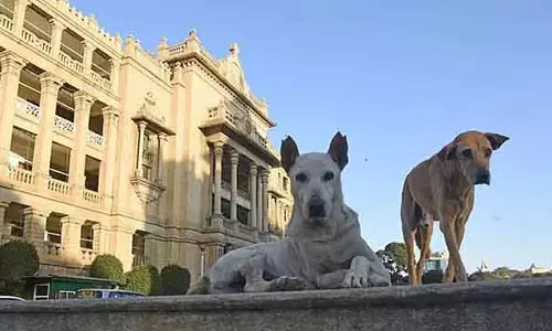 आवारा कुत्तों का खतरा: SC के आदेश के बाद GBA जागा, सरकारी एजेंसियों को नोटिस जारी किया आवारा कुत्तों का खतरा: SC के आदेश के बाद GBA जागा, सरकारी एजेंसियों को नोटिस जारी किया