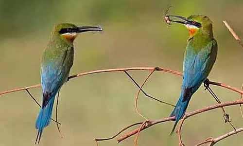 Nashik : नेचर क्लब 30 नवंबर को तपोवन में बर्ड वॉचिंग प्रोग्राम का आयोजन करेगा