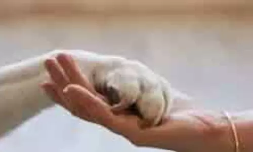Chennai कॉर्पोरेशन ने पालतू जानवर रखने के नियमों को आसान बनाया