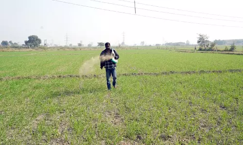 Haryana : अनुकूल मौसम से हरियाणा में गेहूं की बुआई करीब 90% हो गई Haryana : अनुकूल मौसम से हरियाणा में गेहूं की बुआई करीब 90% हो गई