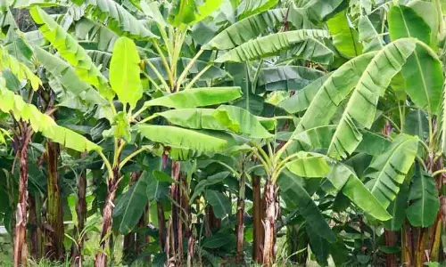 Kerala ; जिले में केला किसानों के साथ भेदभाव का आरोप
