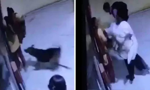 Rajkot: पालतू कुत्ते ने महिला पर हमला, मालिक ने थप्पड़ मार दिया