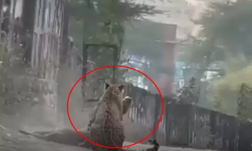 लेपर्ड ने एक मिनट के अंदर चीतल को मार दिया, LIVE मंजर... लेपर्ड ने एक मिनट के अंदर चीतल को मार दिया, LIVE मंजर...