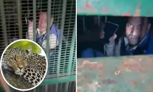leopard के लिए पिंजरा लगाया गया था.. एक शराबी उसमें फंस गया leopard के लिए पिंजरा लगाया गया था.. एक शराबी उसमें फंस गया