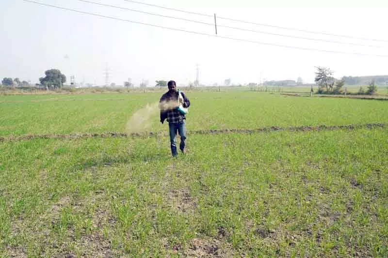 Panipat अनुकूल मौसम से गेहूं की बुआई 90% के करीब पहुंची Panipat अनुकूल मौसम से गेहूं की बुआई 90% के करीब पहुंची