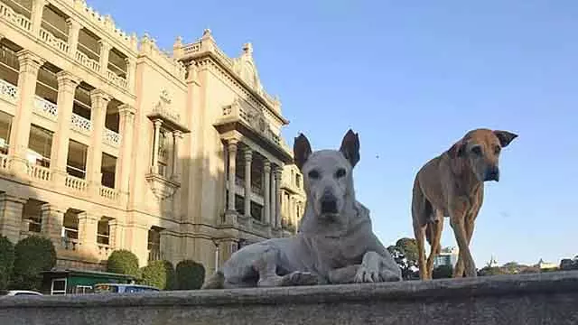 आवारा कुत्तों का खतरा: SC के आदेश के बाद GBA जागा, सरकारी एजेंसियों को नोटिस जारी किया आवारा कुत्तों का खतरा: SC के आदेश के बाद GBA जागा, सरकारी एजेंसियों को नोटिस जारी किया