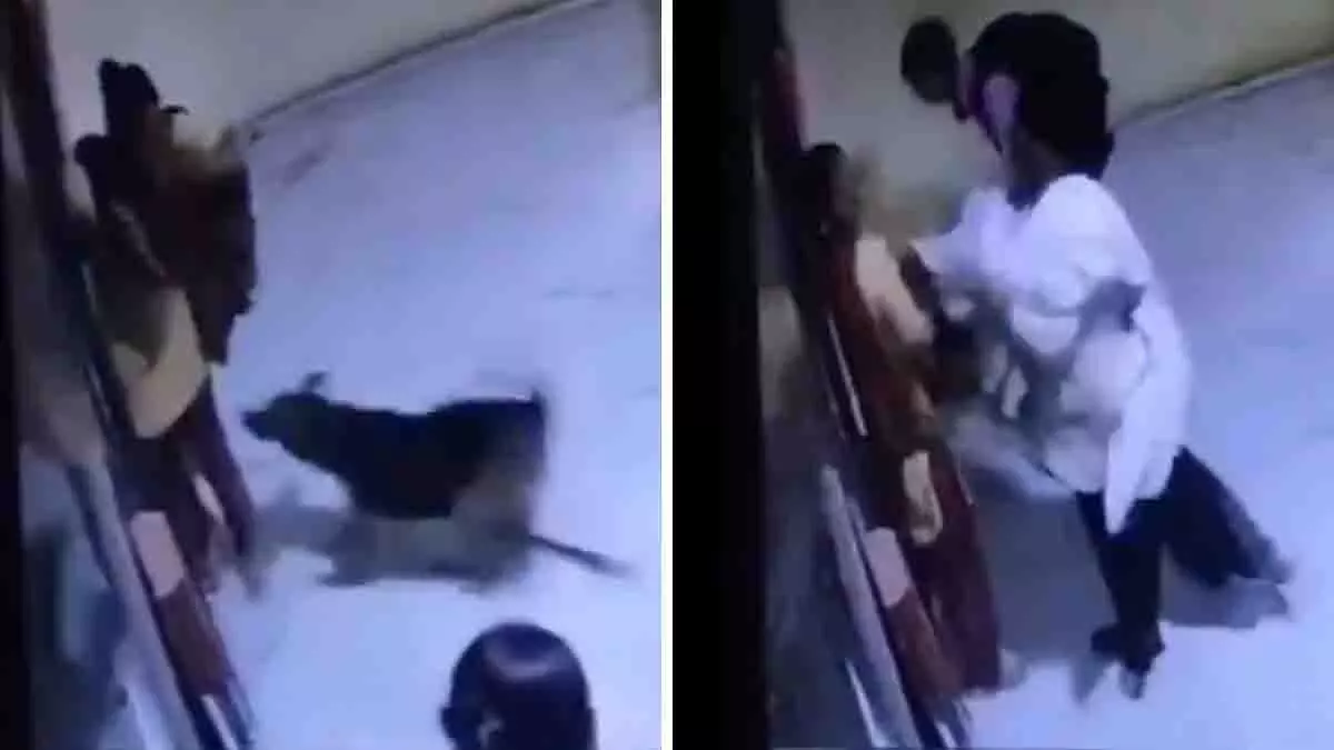 Rajkot: पालतू कुत्ते ने महिला पर हमला, मालिक ने थप्पड़ मार दिया Rajkot: पालतू कुत्ते ने महिला पर हमला, मालिक ने थप्पड़ मार दिया