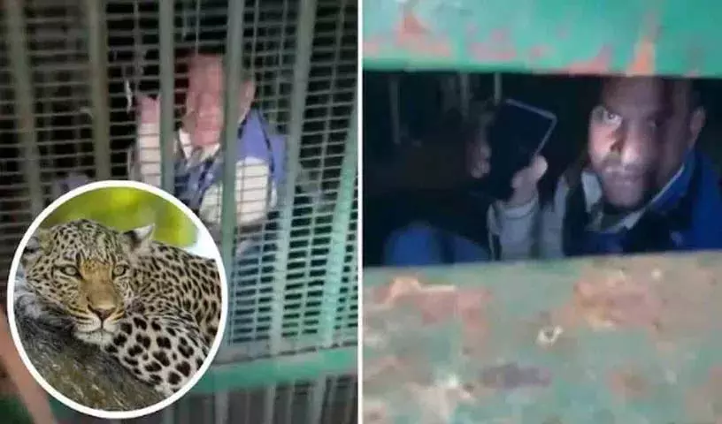 leopard के लिए पिंजरा लगाया गया था.. एक शराबी उसमें फंस गया leopard के लिए पिंजरा लगाया गया था.. एक शराबी उसमें फंस गया