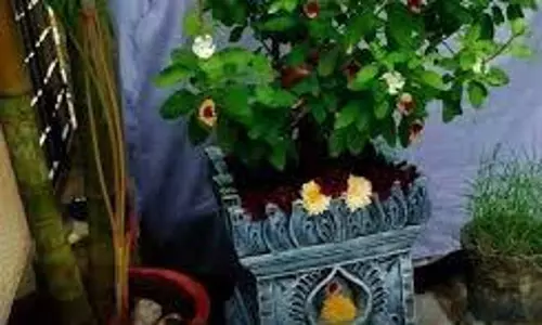 Mokshda Ekadashi 2025: मोक्षदा एकादशी पर न करें तुलसी से जुड़ी ये गलतियां, रूठ जाएंगी माता लक्ष्मी