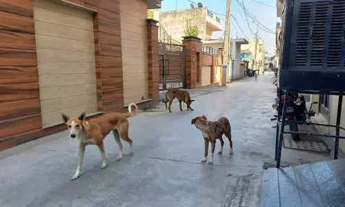 Yamunanagar, Jagadhri में आवारा कुत्तों के खिलाफ अभियान चलाएगी MC