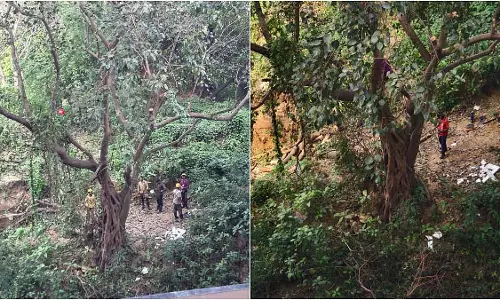Mumbai : पवई में 100 पेड़ों की कटाई रोकने के लिए लोगों ने दखल दिया Mumbai : पवई में 100 पेड़ों की कटाई रोकने के लिए लोगों ने दखल दिया