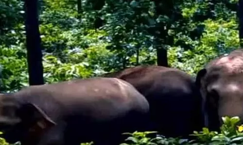 पति-पत्नी को हाथियों ने रौंदा, खेत में मिली दो की लाश पति-पत्नी को हाथियों ने रौंदा, खेत में मिली दो की लाश