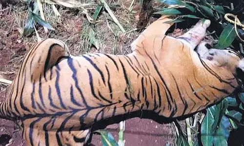 SC के आदेश की परवाह नहीं: सफारी फिर से खोलने की योजना