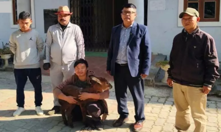Manipur: तामेंगलोंग में दुर्लभ सीरो फॉन को बचाया गया, संरक्षण के लिए सौंप दिया गया
