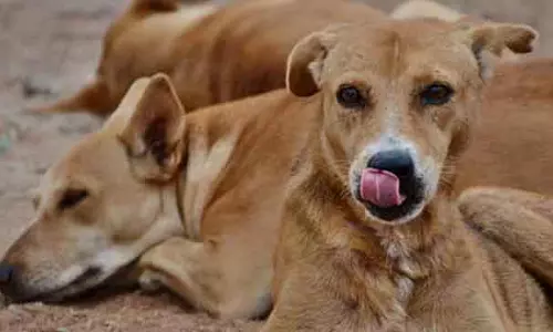 आवारा कुत्तों का रिलोकेशन: शेल्टर पर बढ़ा दबाव, एनिमल लवर्स को मुश्किल
