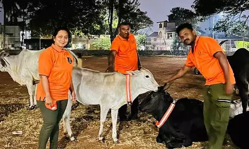Belgaum : आवारा मवेशियों के लिए रिफ्लेक्शन बेल्ट