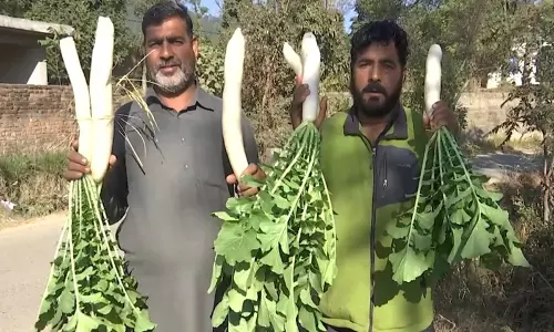 राजौरी के मेहरा गांव में 50+ परिवारों ने अपनाई 100% जैविक खेती राजौरी के मेहरा गांव में 50+ परिवारों ने अपनाई 100% जैविक खेती
